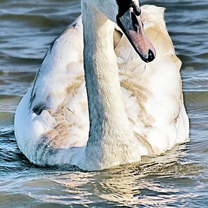Jungschwan.jpg