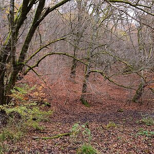 Schonwald Diebsteig-2019_24380.jpg