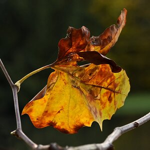 DSL_0631_nff.jpg
