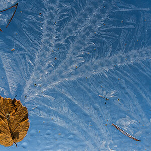 Eisblumen im Herbst.jpg