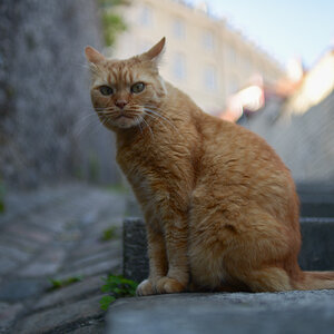 Straßenkatze