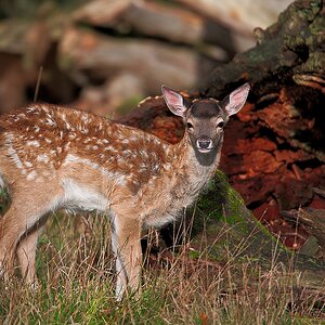 Bambi1.jpg
