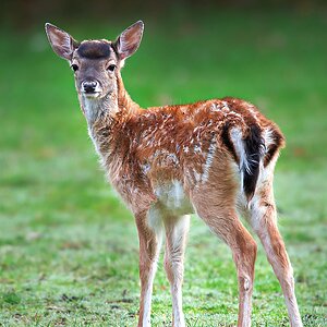 Bambi2.jpg