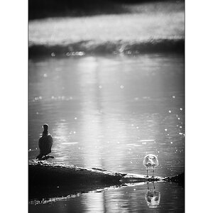 FlachDSC_2914.jpg