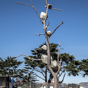 Plastikbaum San Francisco.jpg
