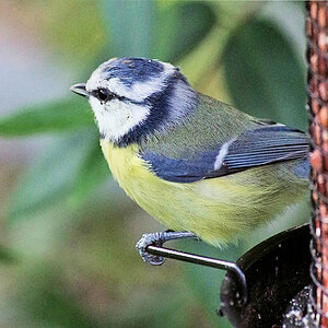 Blaumeise an ihren Lieblingsnüssen.jpg