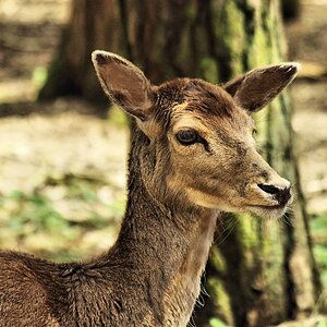 Neugierig Tierpark Ueckermünde.jpg