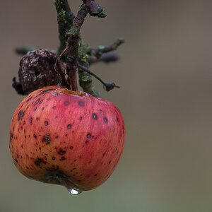 Novemberapfel.jpg
