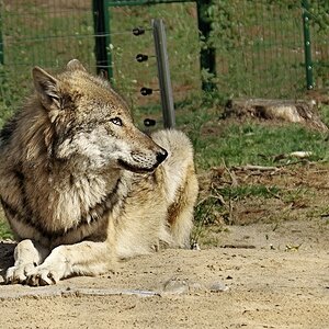 _Bei Wolfens gabs Zoff, alle warn im Bau., er lag draußen..jpg