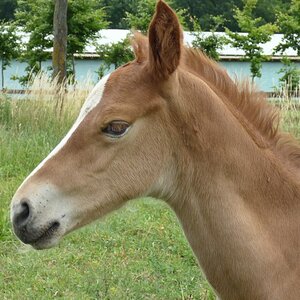 Trakehnerfüllen.jpg