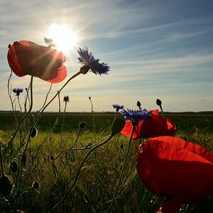Mohn und Kornblumen