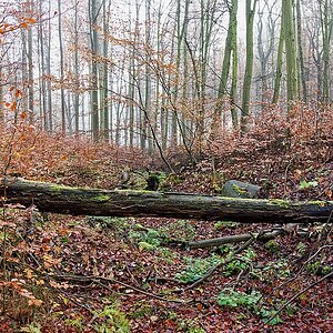 Wald I