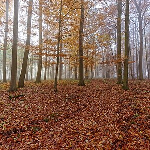 Wald II