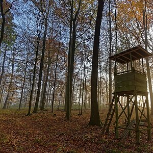 Wald III
