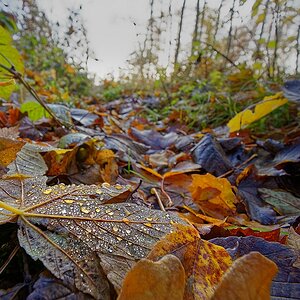 Wald IV