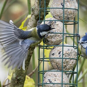 Vogelfütterung_2 Nov_2019 DSC_4353.jpg