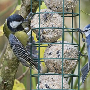 Vogelfütterung_4 Nov_2019 DSC_4359.jpg