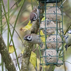 Vogelfütterung_7 Nov_2019 DSC_4397.jpg