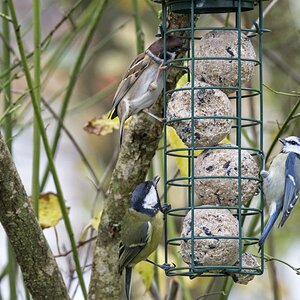 Vogelfütterung_9 Nov_2019 DSC_4436.jpg