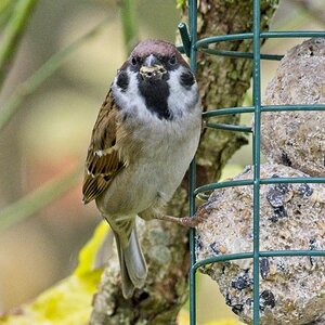 Vogelfütterung_11 Nov_2019 DSC_4474.jpg