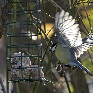Vogelfütterung_16 Nov 2019_DSC_4719.jpg