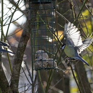 Vogelfütterung_15 Nov 2019_DSC_4719.jpg