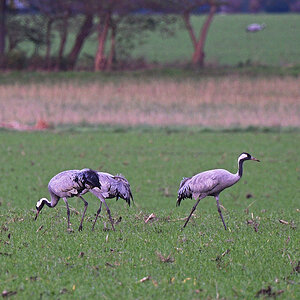 811_4952at2l7fks70p1.jpg