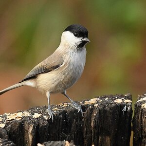 GW5_1593a.jpg