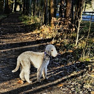 _vorhin auf der Gassirunde.jpg