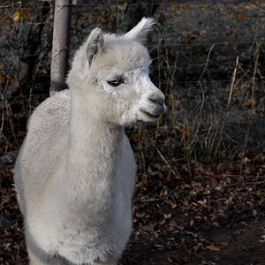NZ6_4126_DxO.jpg