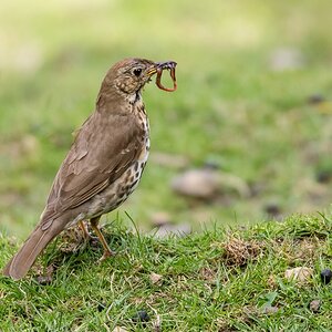 D50_4216_Singdrossel mit Regenwurm IA_7_2019.jpg