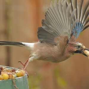 NF_DSC_8664.jpg
