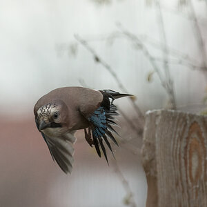 NF_DSC_8698.jpg