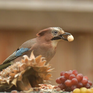 NF_DSC_8721.jpg
