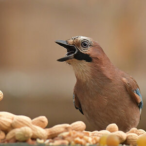 NF_DSC_8858.jpg