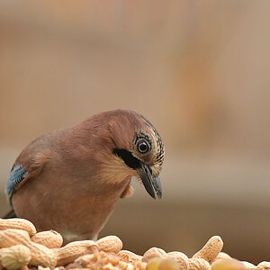 NF_DSC_8866.jpg