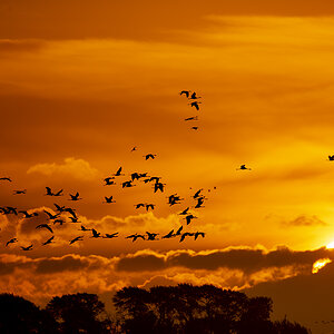 _D4S3462-n.jpg