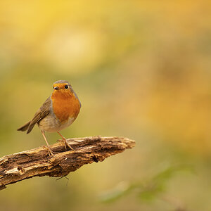 _D4S3658-n-n.jpg
