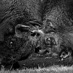 Fighting bulls.jpg
