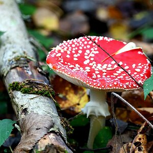 Fliegenpilz.jpg
