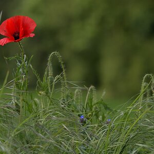 Mohn.jpg