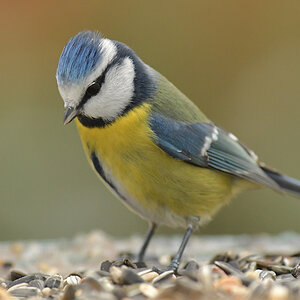 Uligraphie_DSC_9423.jpg