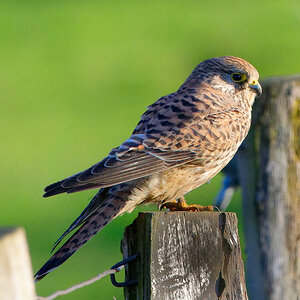D72_5279_DxO.jpg