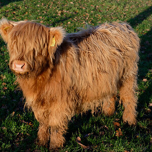 NZ6_4215_DxO.jpg