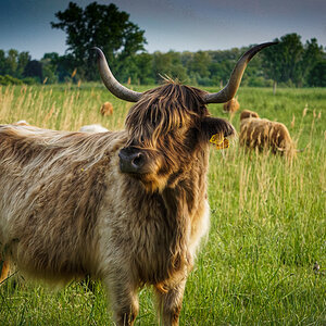 Highland Cattle