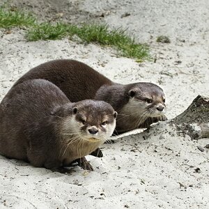 Fingerotter 1.jpg