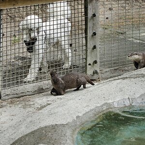 Fingerotter 2.jpg