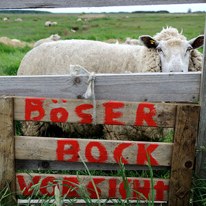 Böser Bock