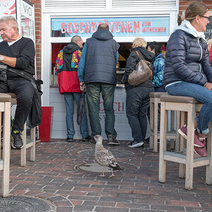 Die Möwe wartet schon