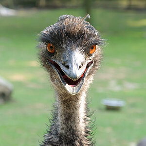 Emu